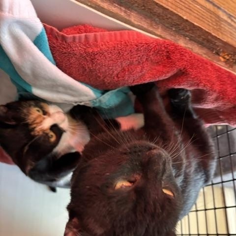 Enlarge Clementine, a Adoptable Domestic Short Hair in Braintree, MA image 4/4