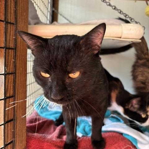 Clementine, Adoptable, Adult Male Domestic Short Hair.