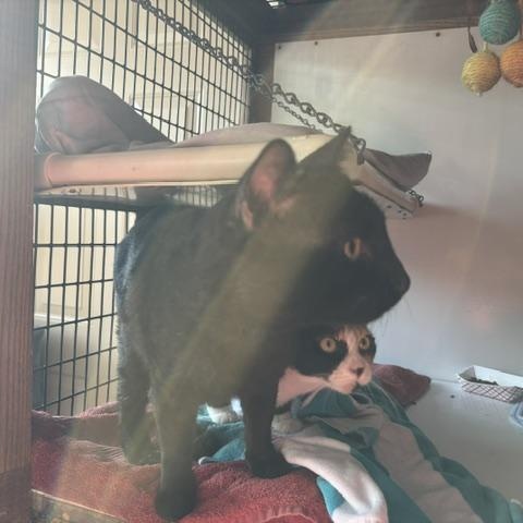 Enlarge Clementine, a Adoptable Domestic Short Hair in Braintree, MA image 2/4