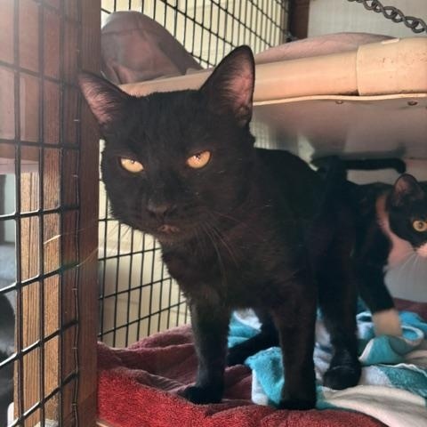 Enlarge Clementine, a Adoptable Domestic Short Hair in Braintree, MA image 3/4