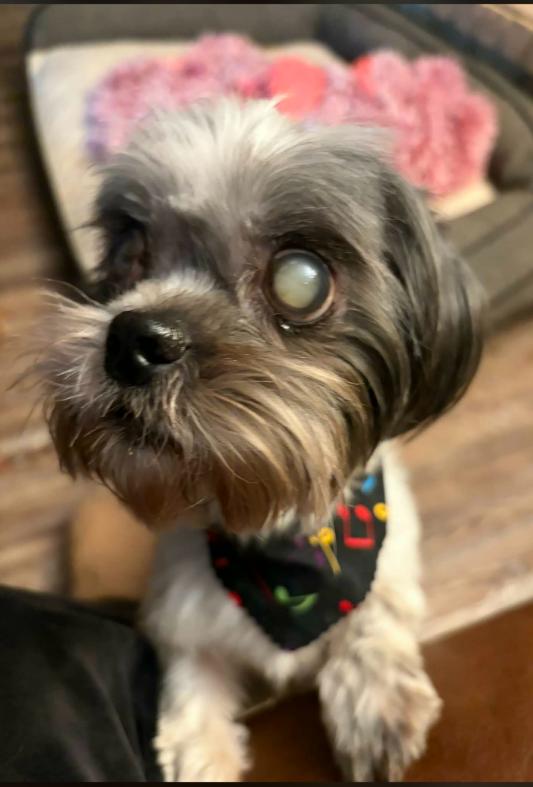 Enlarge Dream in LA, a Adoptable Shih Tzu in Cranston, RI image 2/3