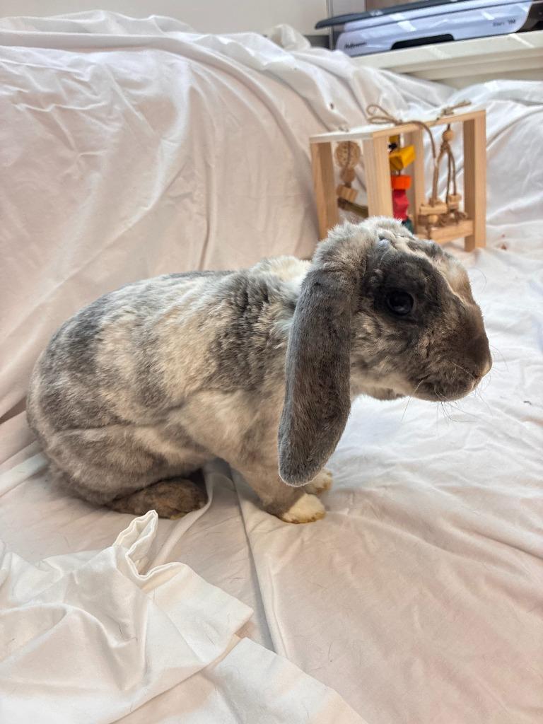 Toulouse, Adoptable, Baby Male Mini Lop.
