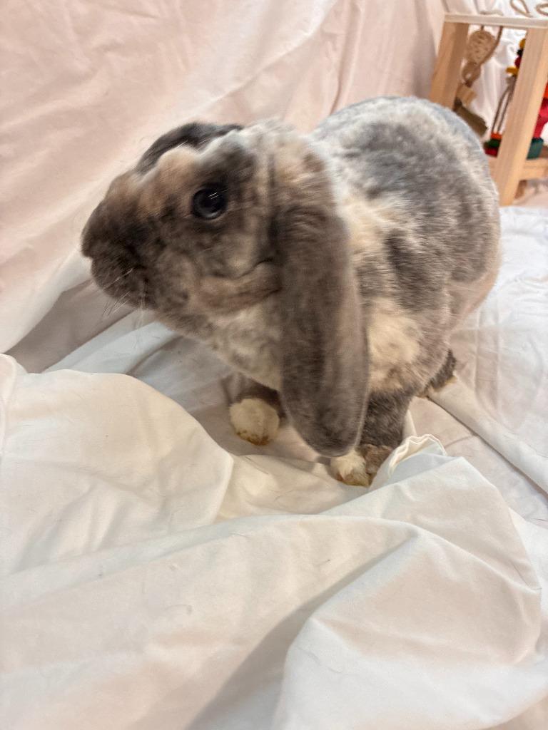 Enlarge Toulouse, a Adoptable Mini Lop in Pflugerville, TX image 2/5