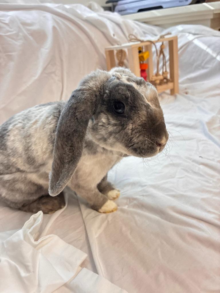Enlarge Toulouse, a Adoptable Mini Lop in Pflugerville, TX image 3/5