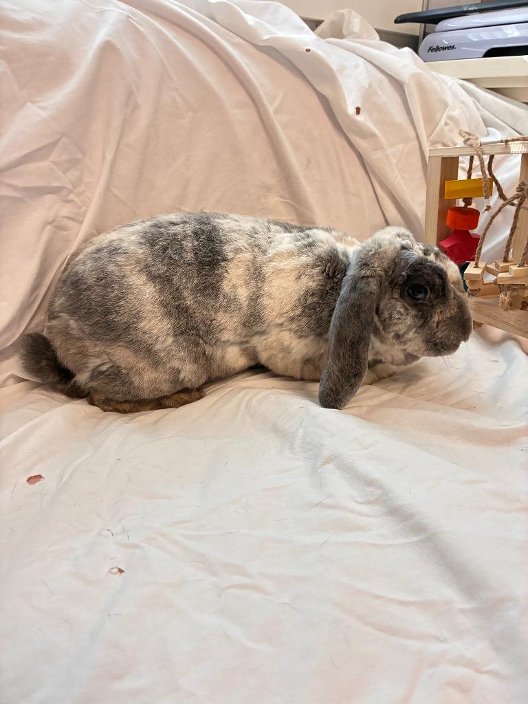 Enlarge Toulouse, a Adoptable Mini Lop in Pflugerville, TX image 4/5