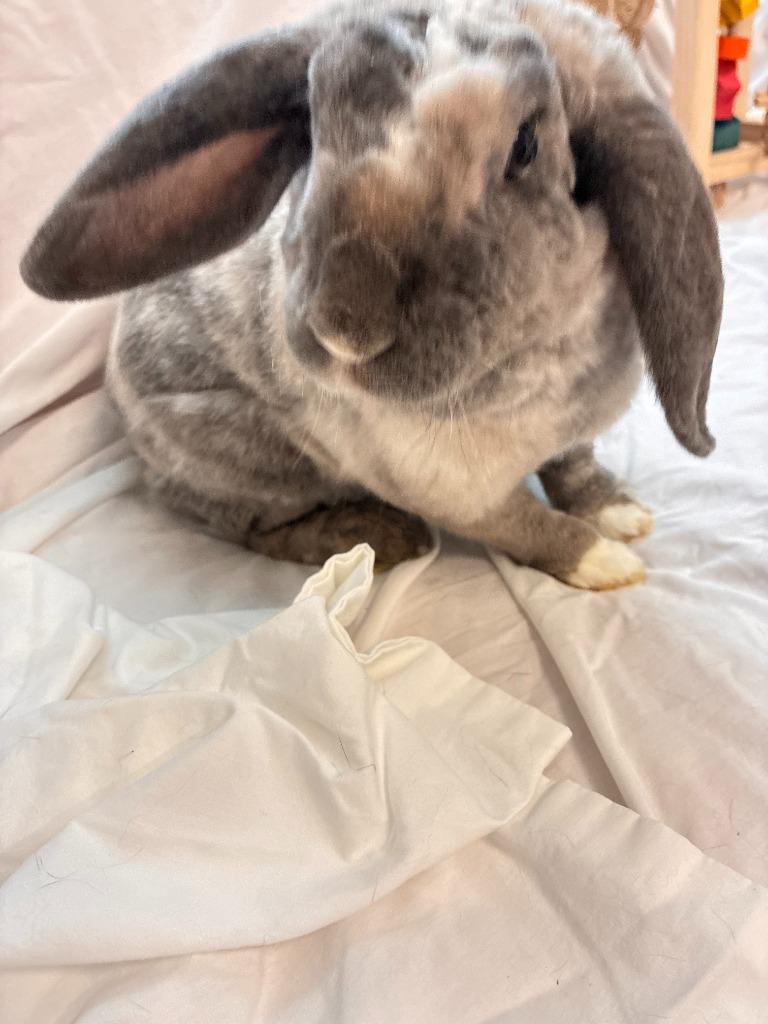 Enlarge Toulouse, a Adoptable Mini Lop in Pflugerville, TX image 5/5