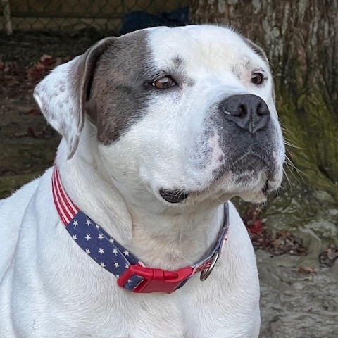 Thor, a Adoptable American Bulldog in Saluda, VA image 4/6