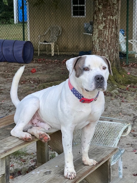 Thor, a Adoptable American Bulldog in Saluda, VA image 5/6