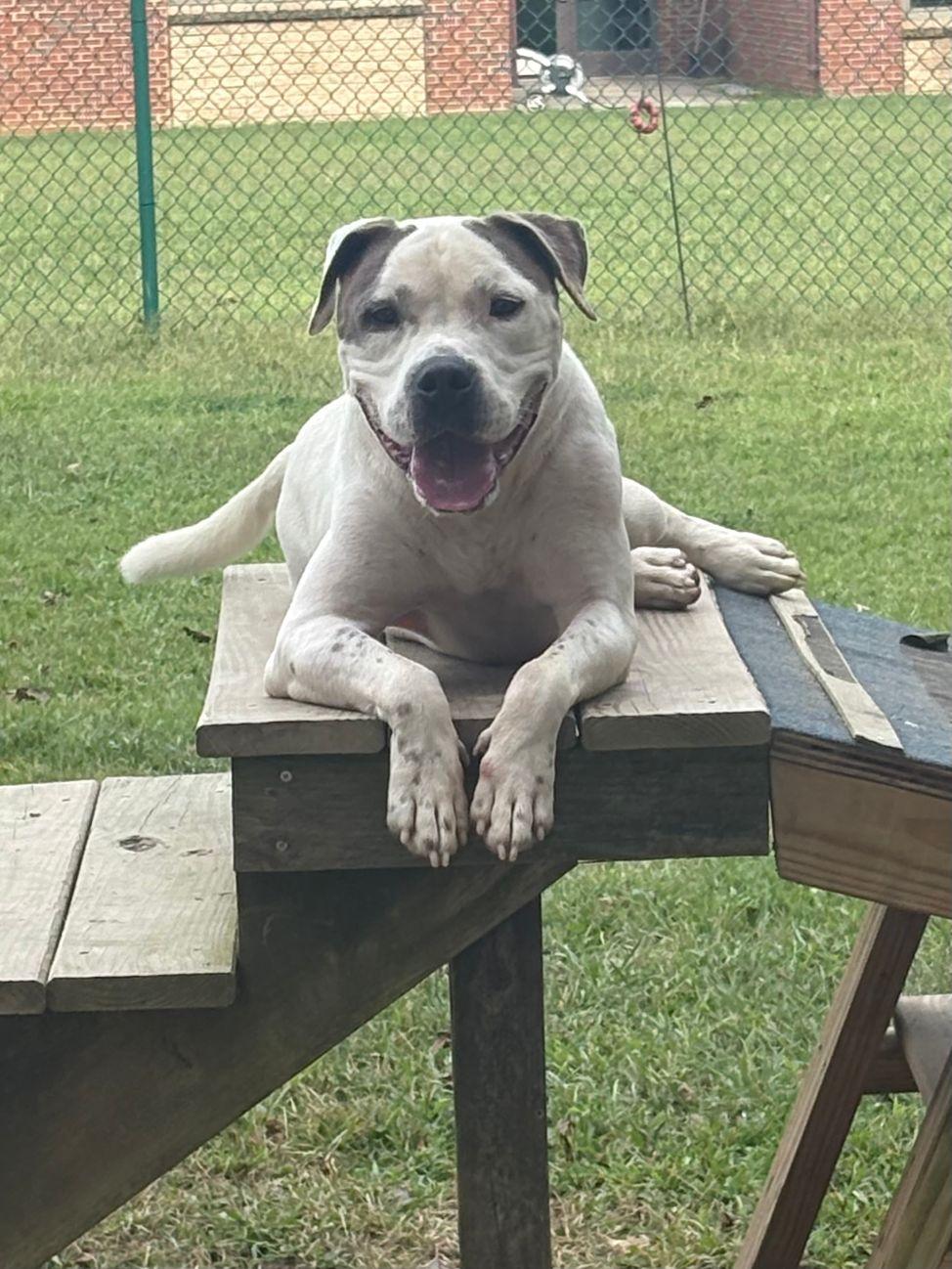 Thor, a Adoptable American Bulldog in Saluda, VA image 2/6