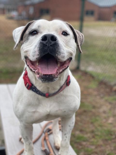 Thor, Adoptable, Adult Male American Bulldog.