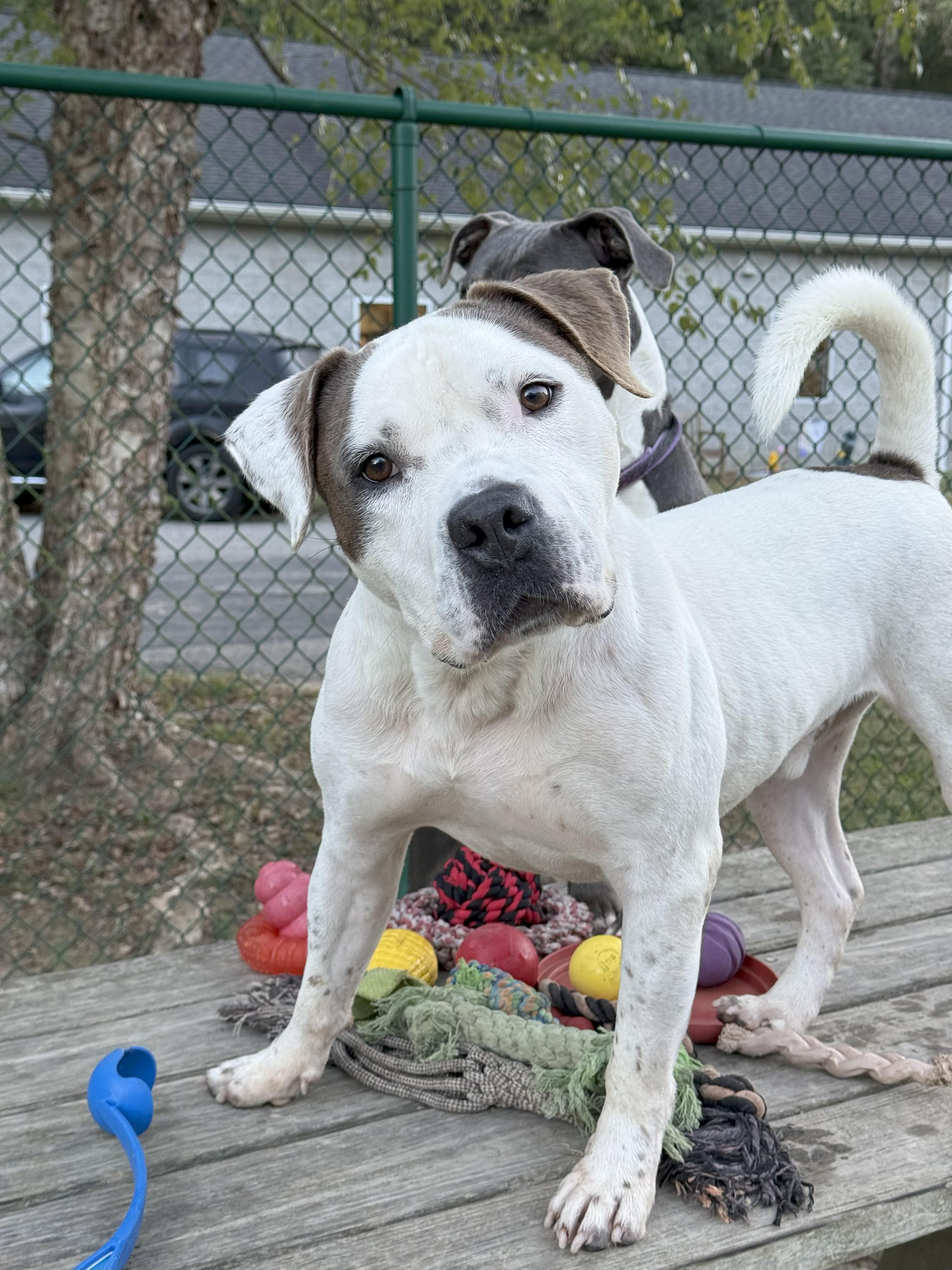 Thor, a Adoptable American Bulldog in Saluda, VA image 3/6