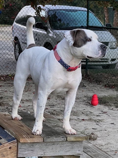 Thor, a Adoptable American Bulldog in Saluda, VA image 6/6