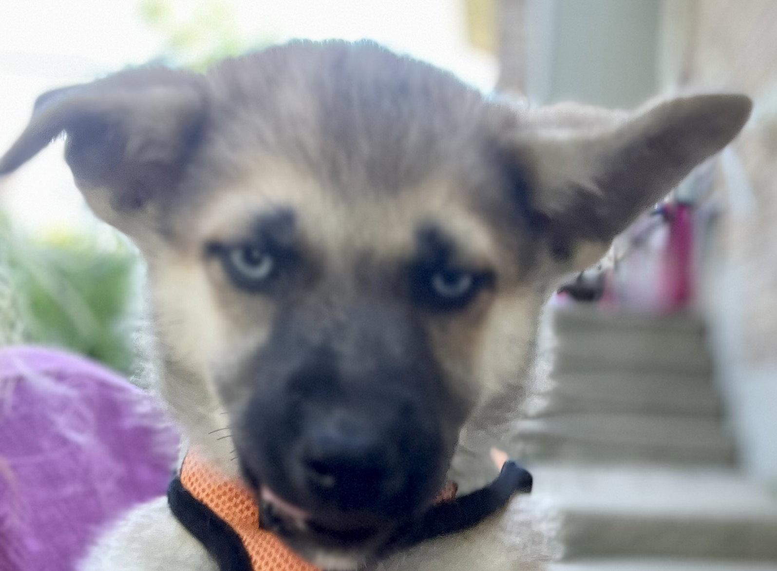BONFIRE, a Adoptable mixed breed in Minesing, ON image 2/3