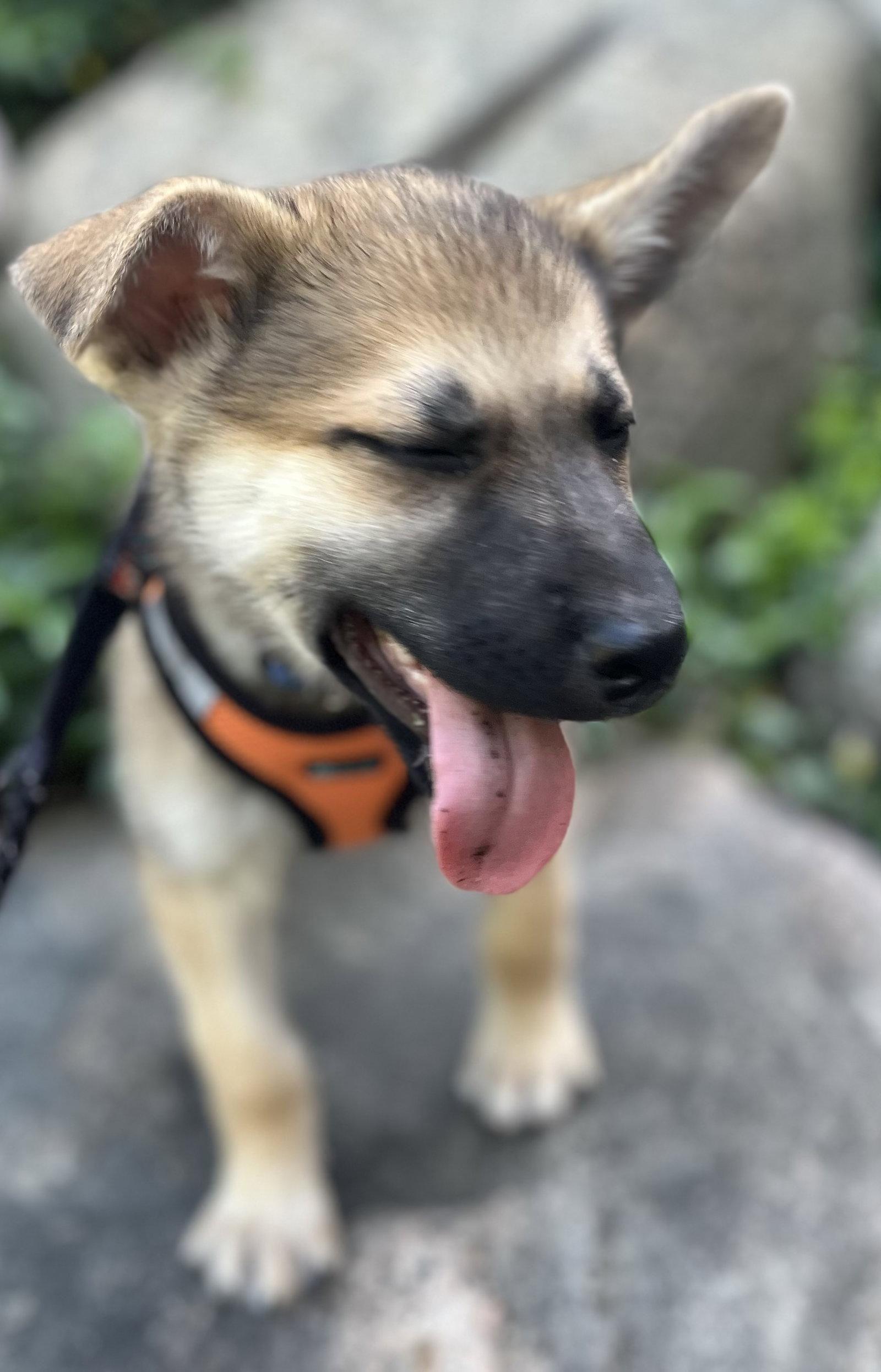 BONFIRE, a Adoptable mixed breed in Minesing, ON image 3/3