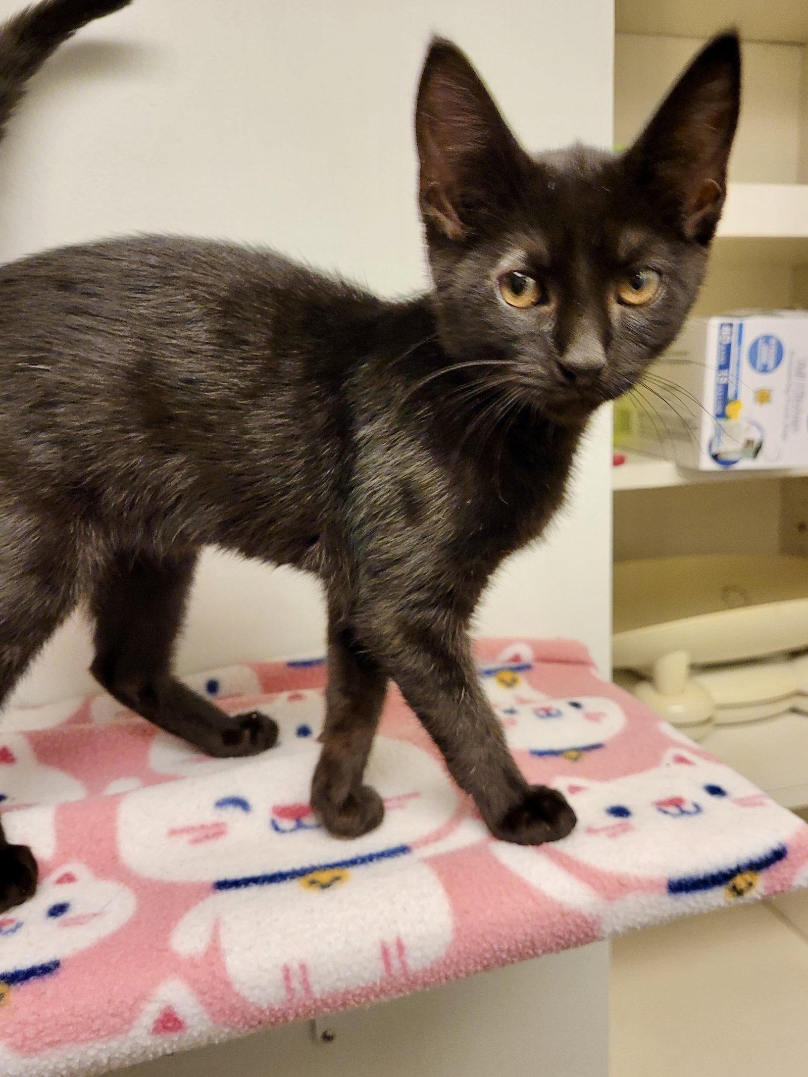 Enlarge CAT - Penny, a Adopted Domestic Short Hair in GILBERTS, IL image 2/3
