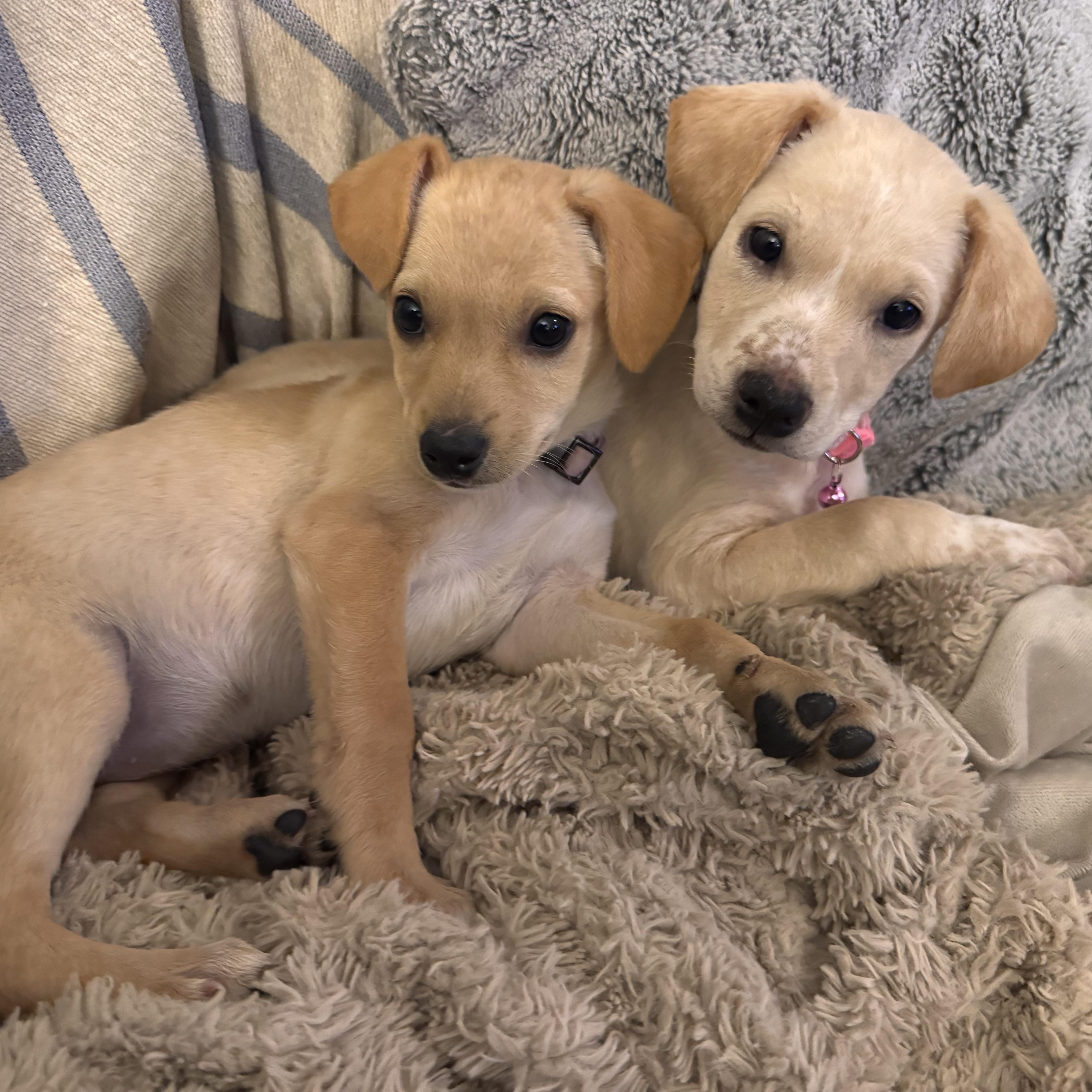 Enlarge ABBY, an adopted mixed breed in Falls Church, VA image 2/6