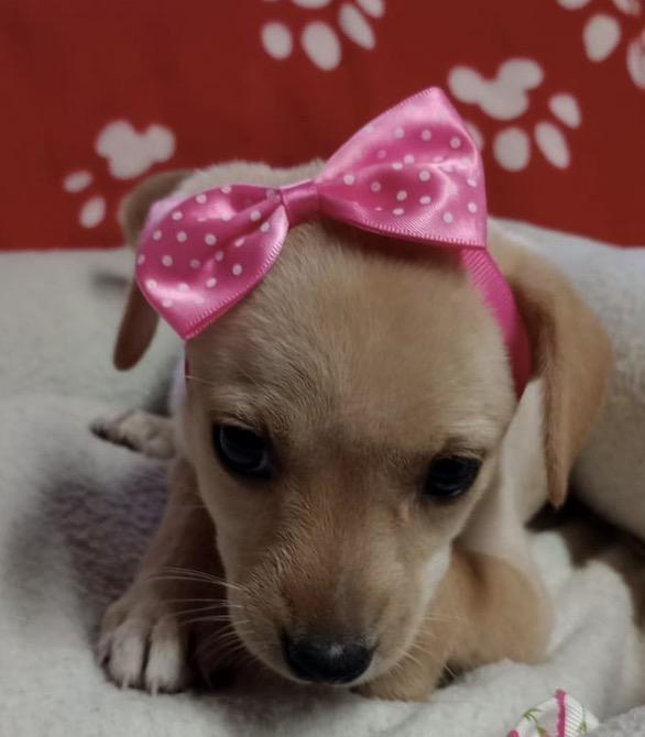 ABBY, Adoptable, Puppy Female Chihuahua & Jack Russell Terrier.