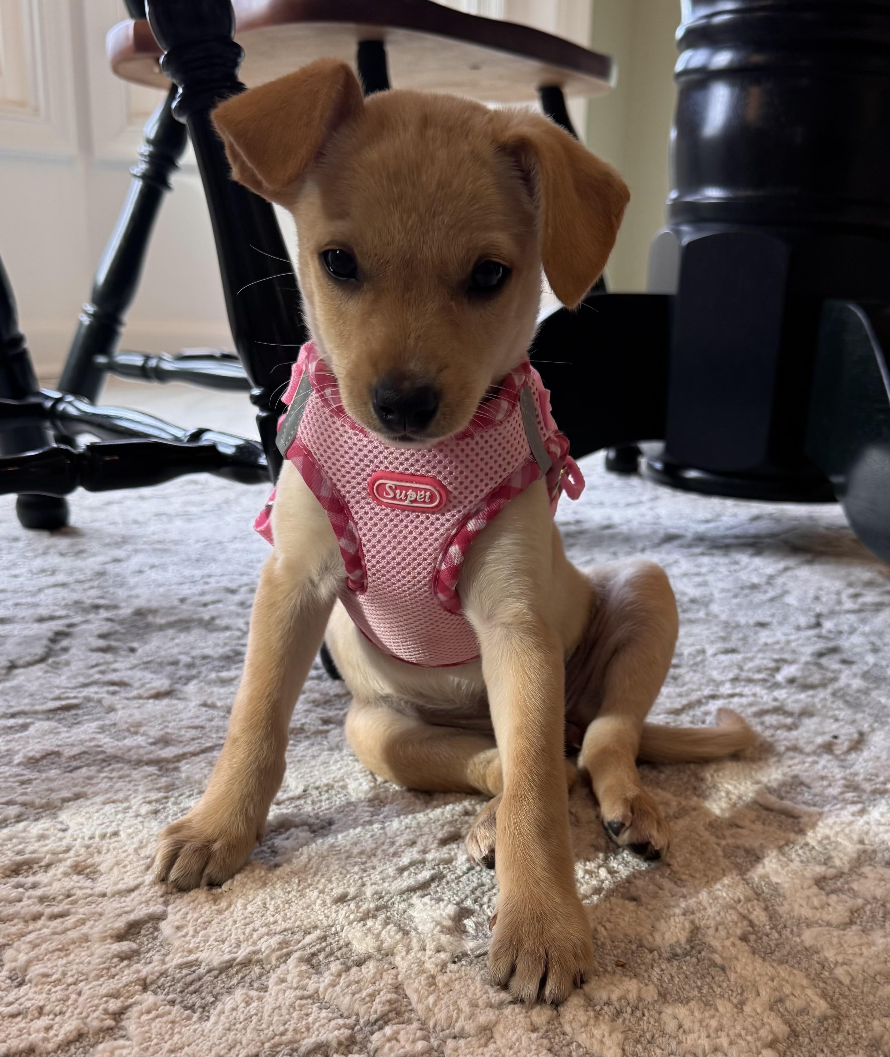 Enlarge ABBY, an adopted mixed breed in Falls Church, VA image 4/6