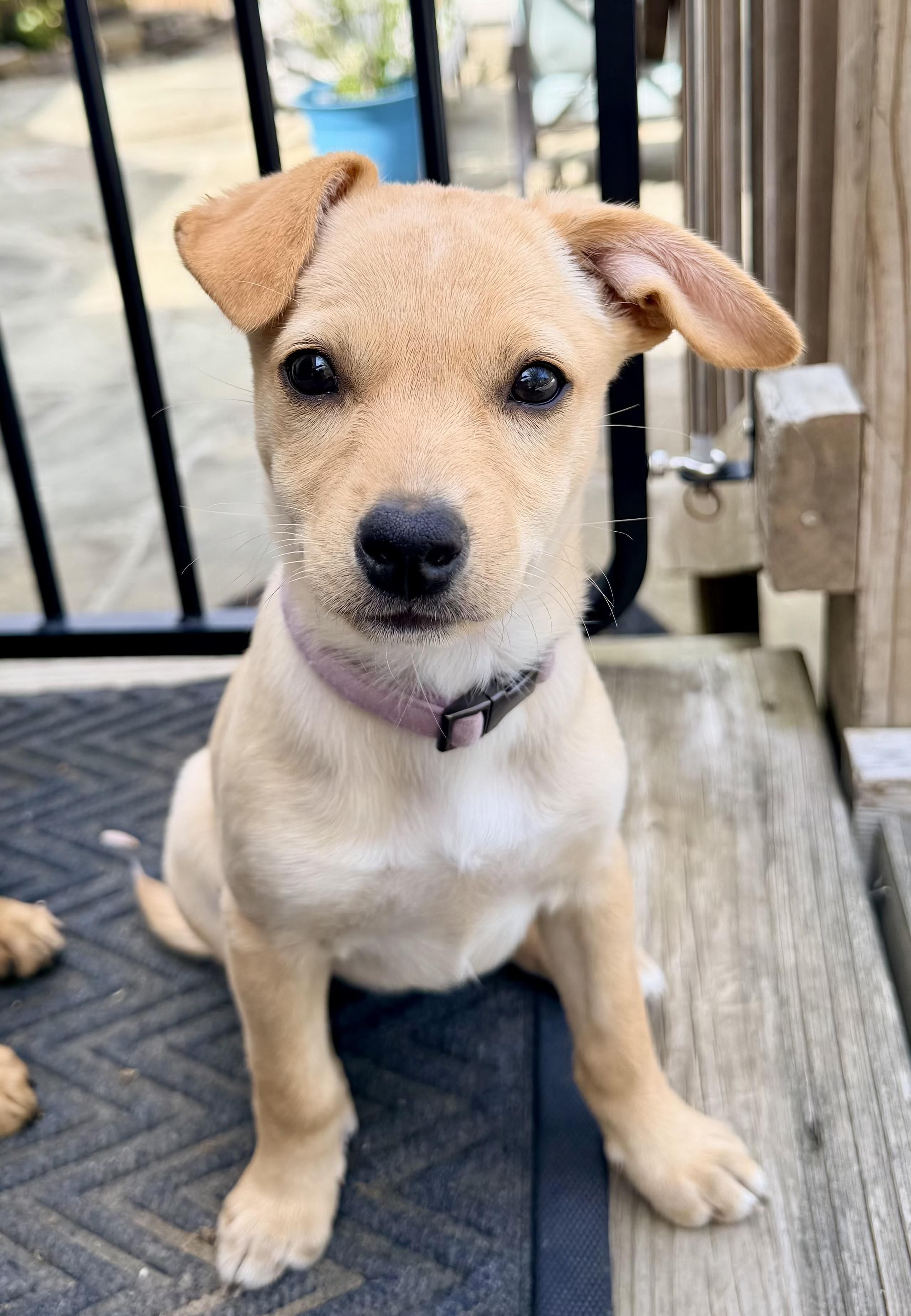 Enlarge ABBY, an adopted mixed breed in Falls Church, VA image 1/6