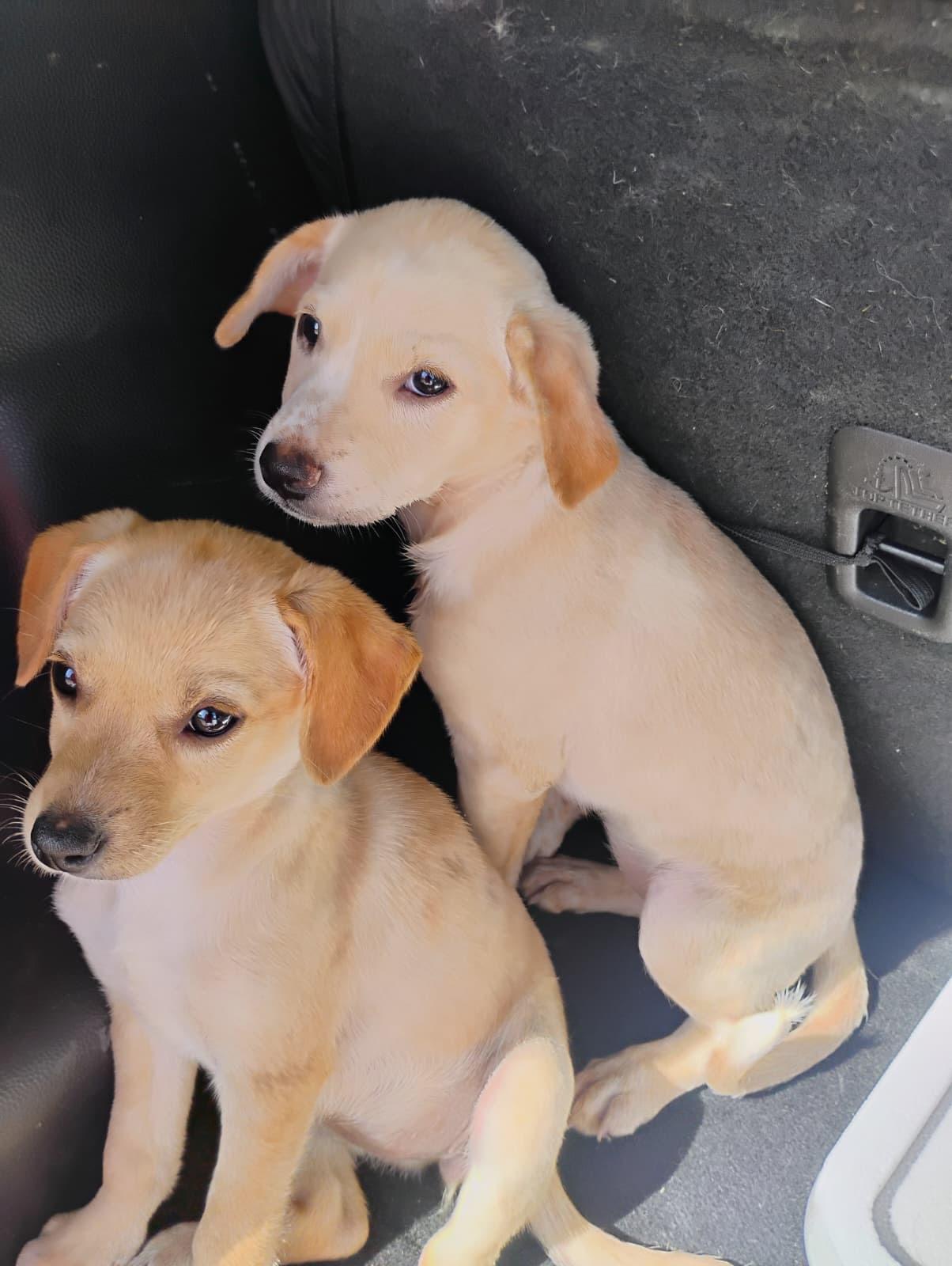 Enlarge ABBY, a Adoptable mixed breed in Falls Church, VA image 2/4