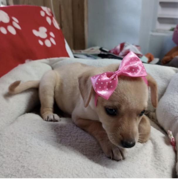 Enlarge ABBY, a Adoptable mixed breed in Falls Church, VA image 3/4