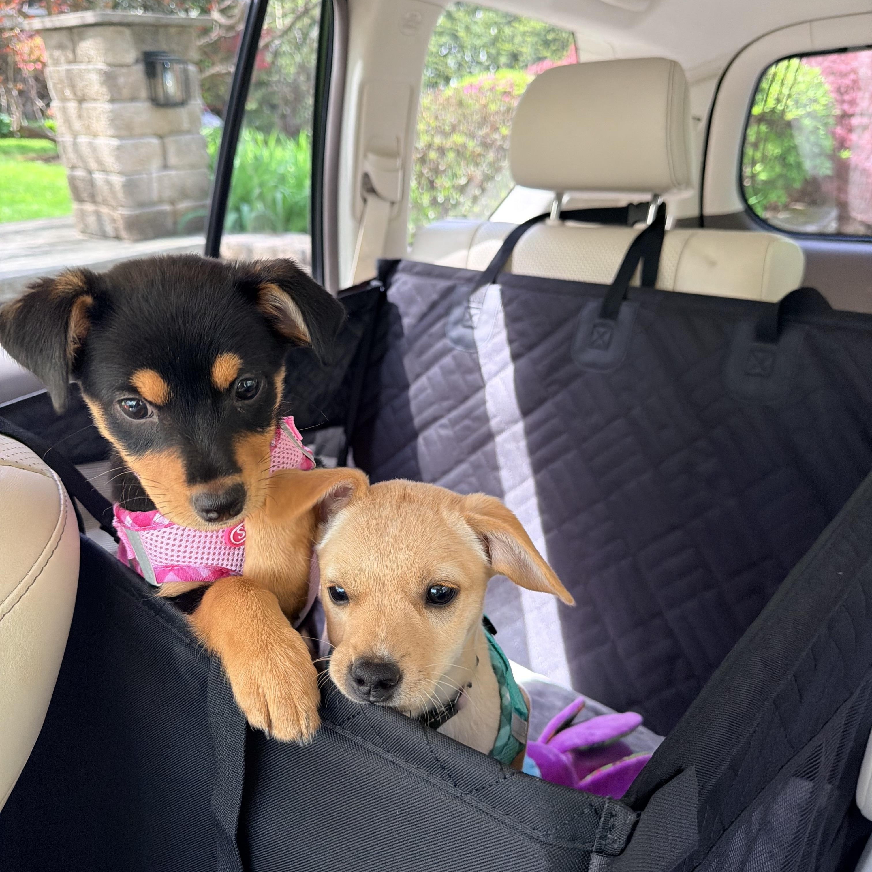 Enlarge ABBY, an adopted mixed breed in Falls Church, VA image 6/6