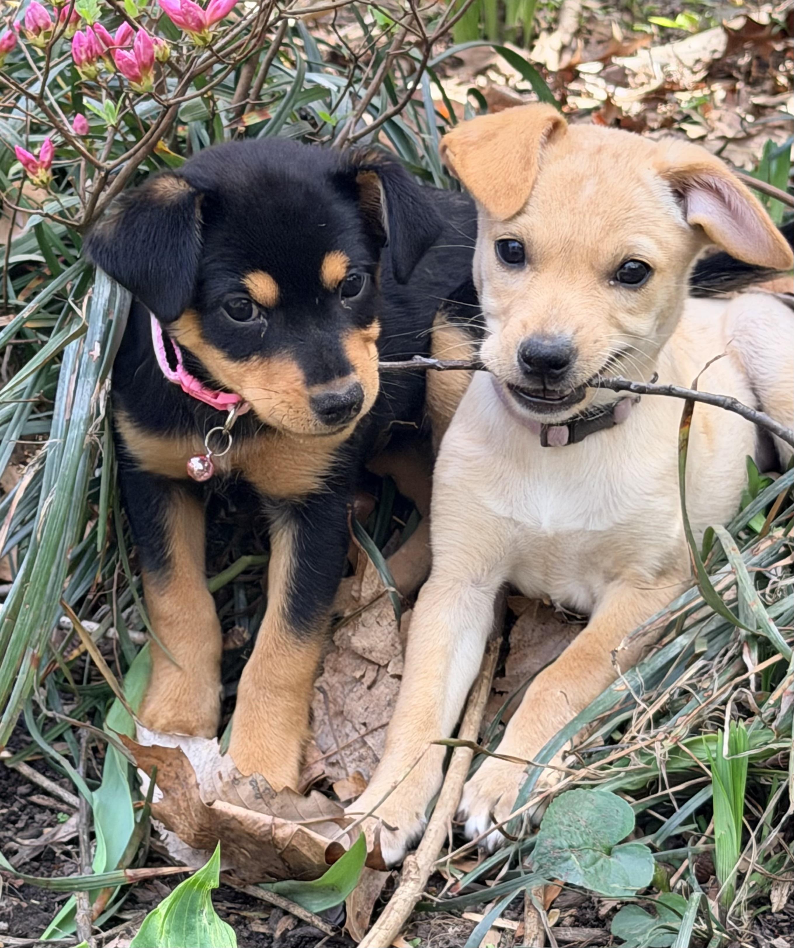 Enlarge ABBY, an adopted mixed breed in Falls Church, VA image 3/6