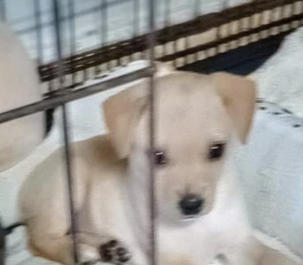 Enlarge ABBY, a Adoptable mixed breed in Falls Church, VA image 4/4