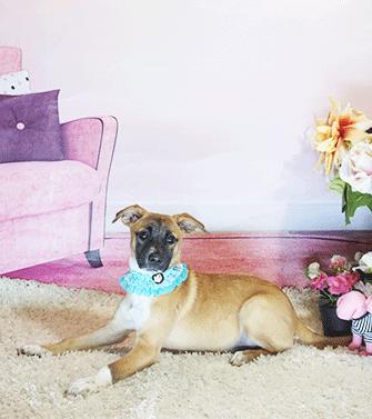 Enlarge GOLDI, a Adoptable mixed breed in Castro Valley, CA image 1/3