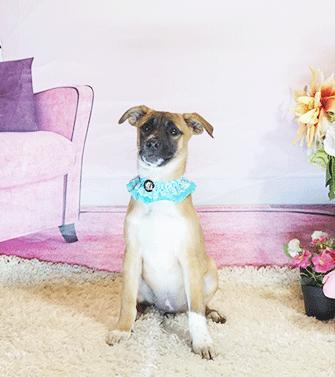 Enlarge GOLDI, a Adoptable mixed breed in Castro Valley, CA image 3/3