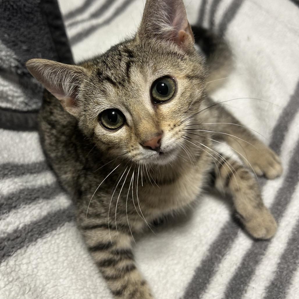 Venus, Adoptable, Kitten Female Domestic Short Hair.