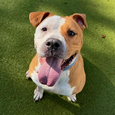 Kahlua — thumbnail 3