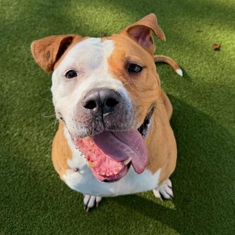 Kahlua — thumbnail 4