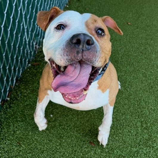 Kahlua — thumbnail 5