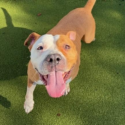 Kahlua — thumbnail 6