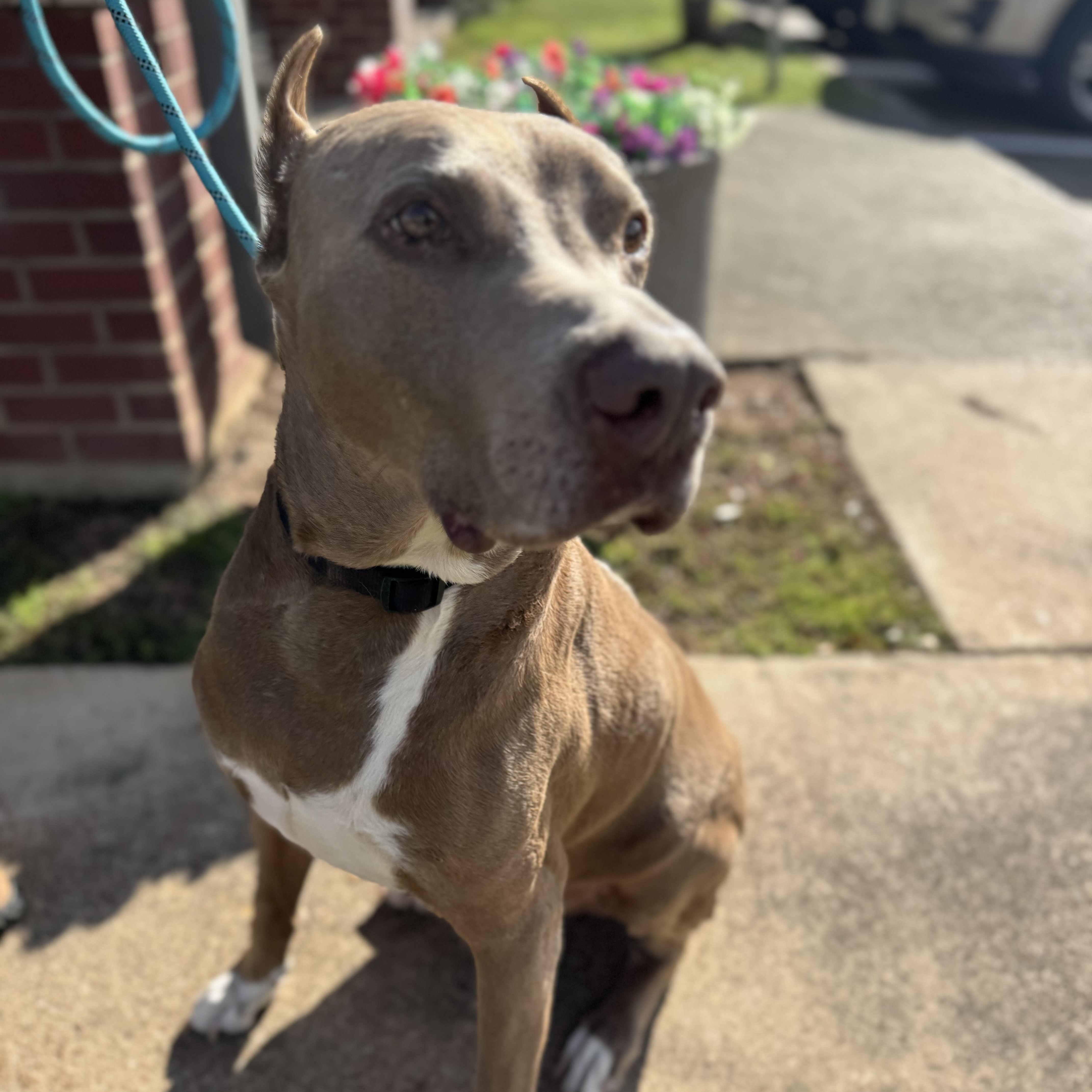 Enlarge Maximus, a Adoptable Doberman Pinscher in Alden, NY image 5/6