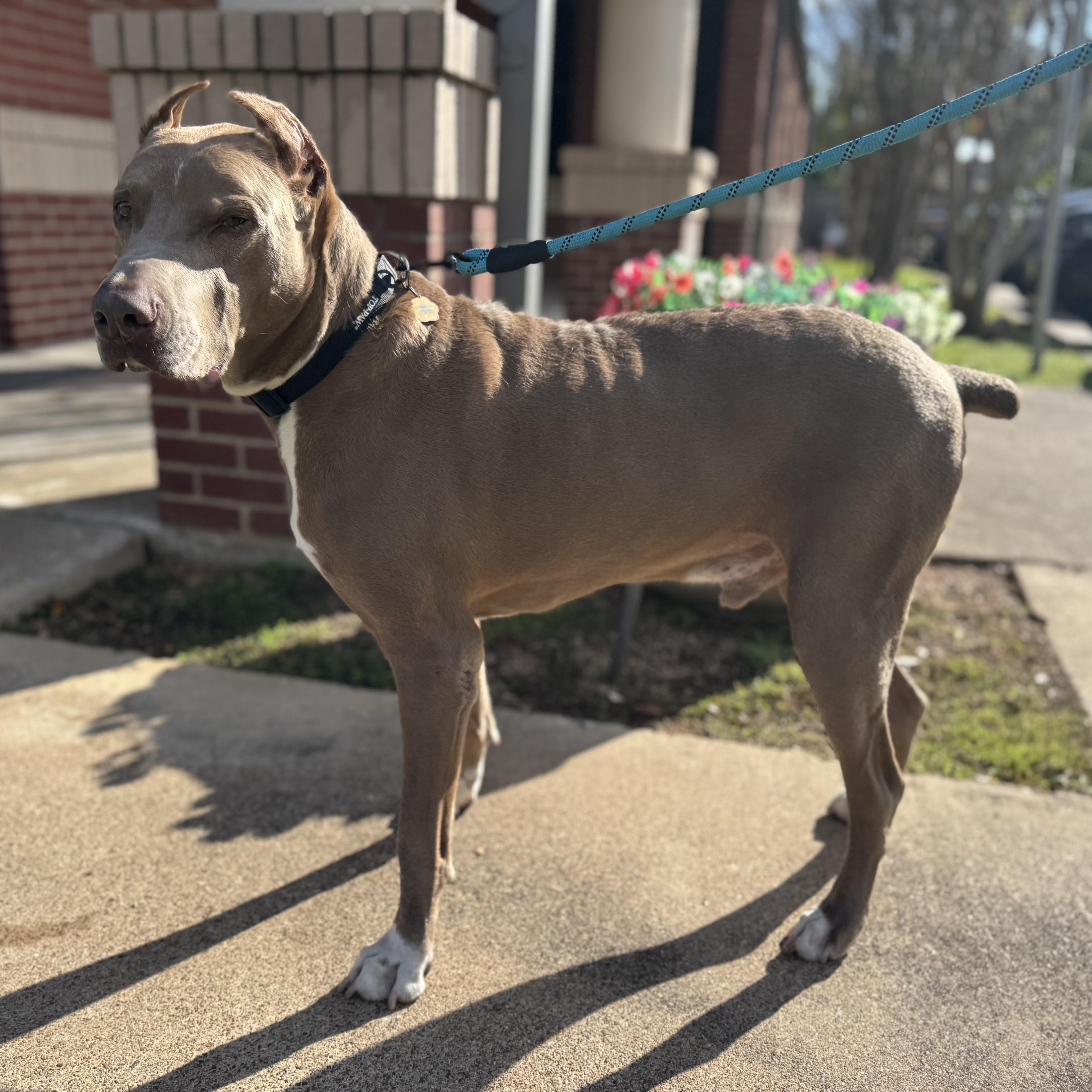 Maximus, adoptable, Senior Male Doberman Pinscher.