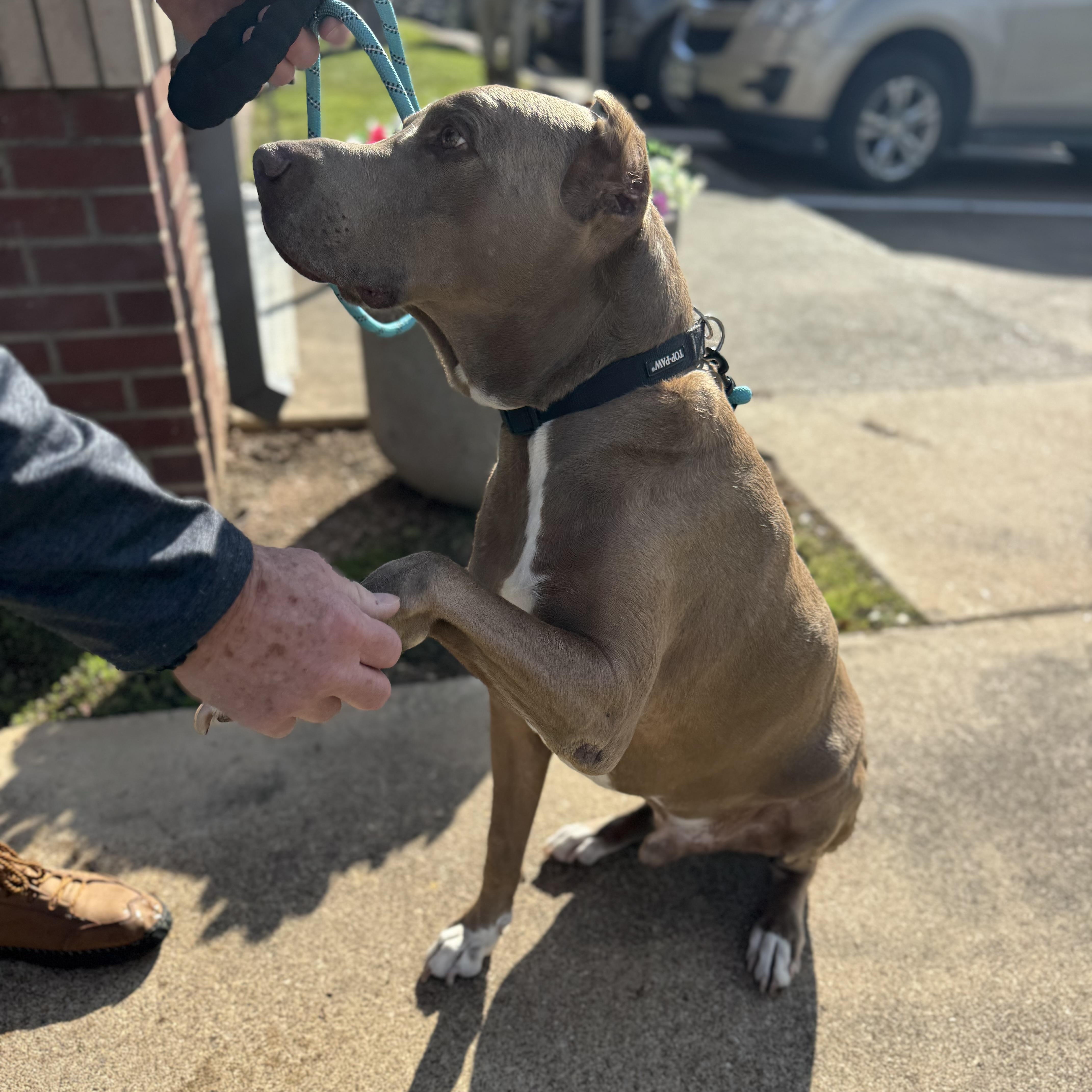 Enlarge Maximus, a Adoptable Doberman Pinscher in Alden, NY image 2/6
