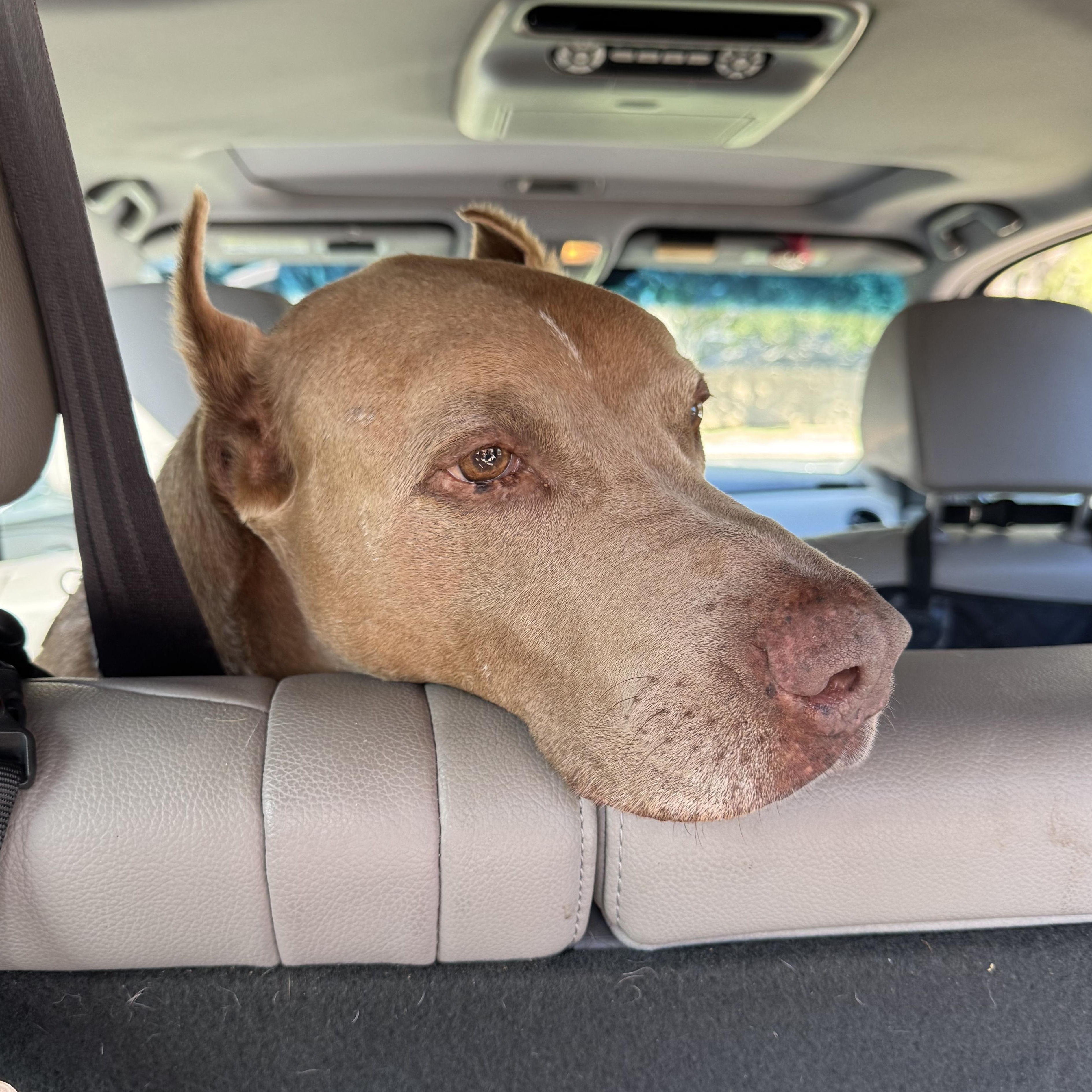 Maximus, Adoptable, Senior Male Doberman Pinscher.