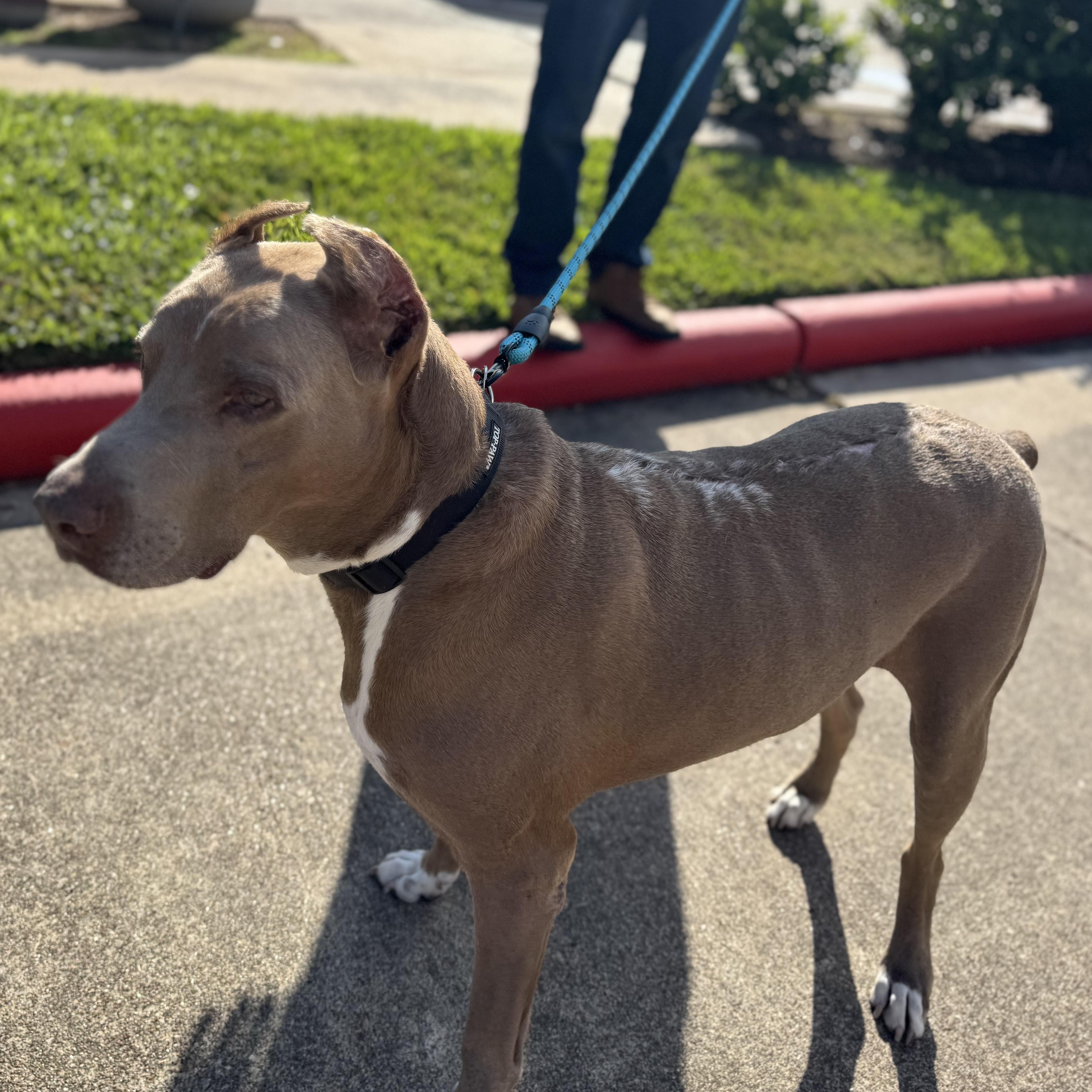 Enlarge Maximus, a Adoptable Doberman Pinscher in Alden, NY image 4/6