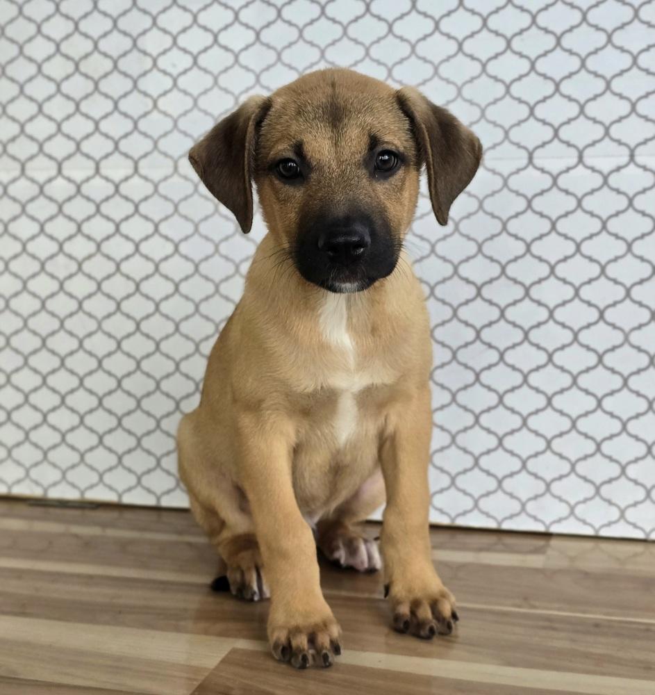 Enlarge Faud, a Adopted mixed breed in Sedalia, CO image 1/3