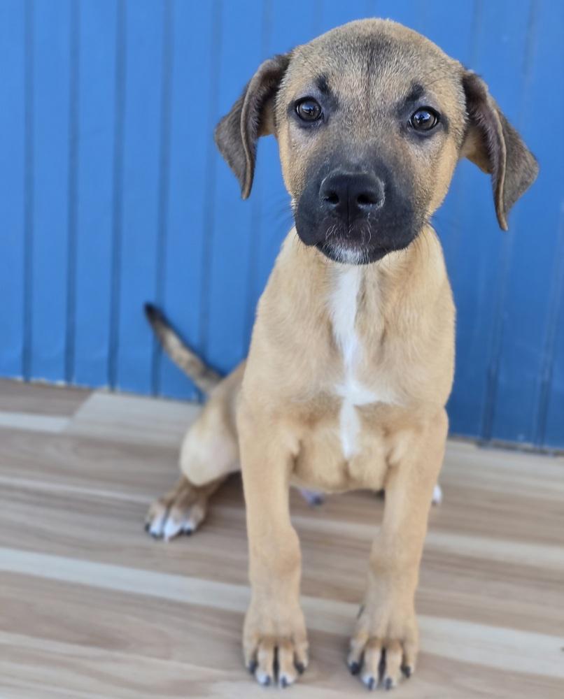 Enlarge Faud, a Adopted mixed breed in Sedalia, CO image 2/3