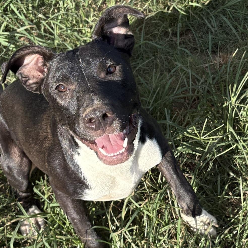 Enlarge Gumdrop, a Adoptable mixed breed in Fairfax, VA image 2/6