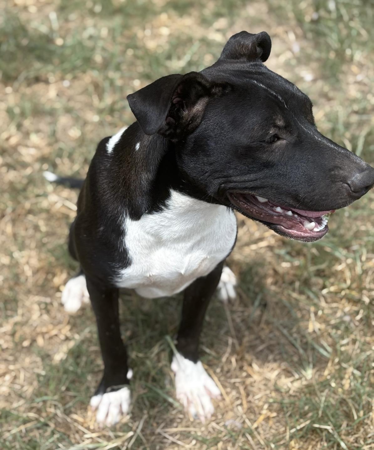 Enlarge Gumdrop, a Adoptable mixed breed in Fairfax, VA image 6/6