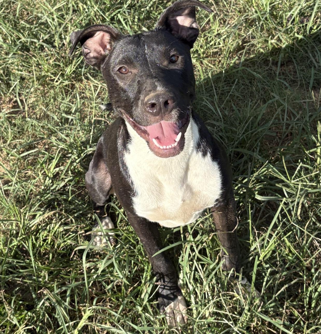 Enlarge Gumdrop, a Adoptable mixed breed in Fairfax, VA image 1/6