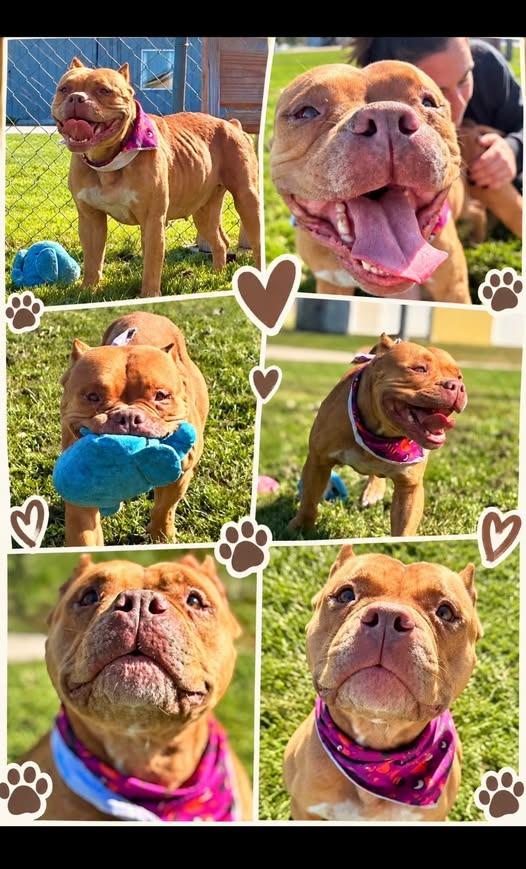 Darla, Adoptable, Young Female American Staffordshire Terrier & Mixed Breed.