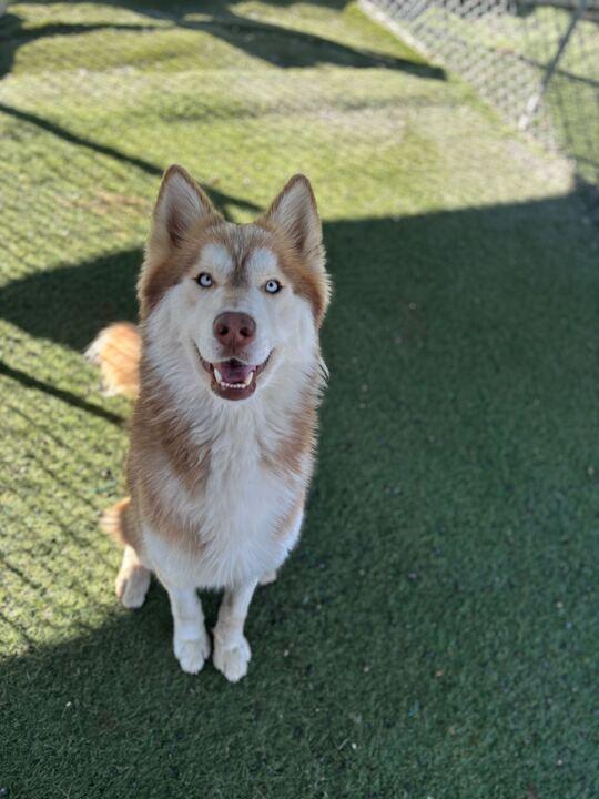 Benny, a Adoptable Siberian Husky in San Rafael, CA image 4/5