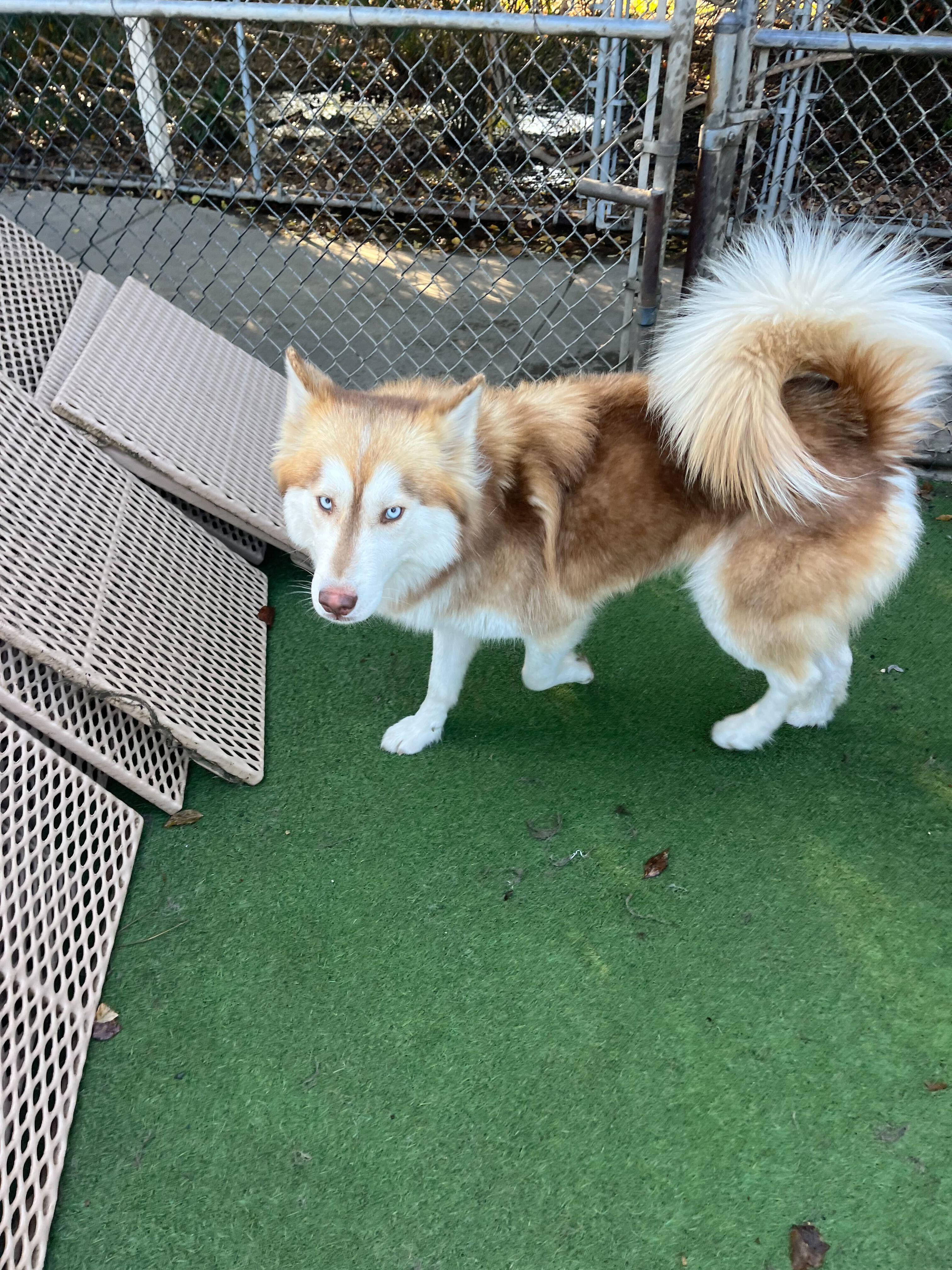 Enlarge Benny, an adoptable Siberian Husky in Santa Rosa, CA image 2/6