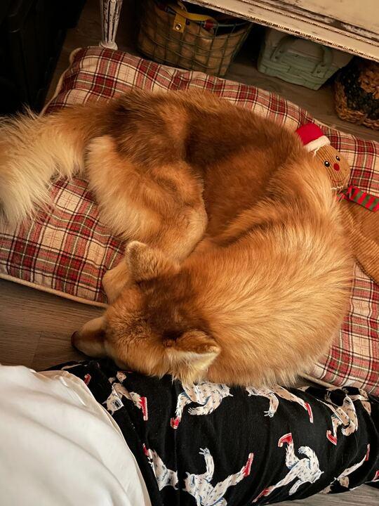 Benny, a Adoptable Siberian Husky in San Rafael, CA image 2/5