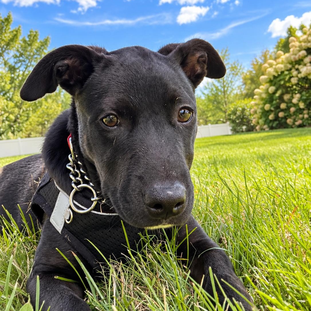 Enlarge Lulu, a Adopted mixed breed in Lancaster, MA image 2/5